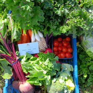 organic veg box medium